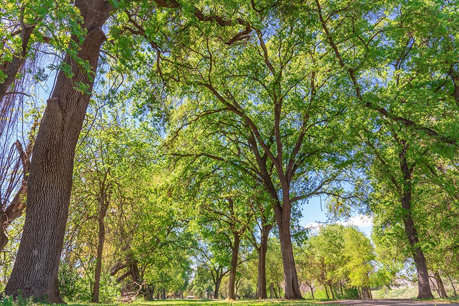 Ceres, CA Insurance - Beautiful Trees in Ceres, California, Rising Against a Pale Blue Sky